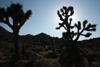 Joshua Tree