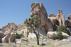 Joshua Tree NP