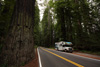 Avenue of the Giants